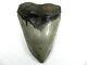 5 3/8+ Inch Fossil Megalodon Prehistoric Shark Tooth Teeth. Huge Fossil Tooth