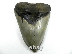 5 3/8+ inch Fossil Megalodon Prehistoric Shark Tooth Teeth. HUGE FOSSIL Tooth