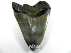 5 3/8+ inch Fossil Megalodon Prehistoric Shark Tooth Teeth. HUGE FOSSIL Tooth