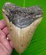 5.40 Megalodon Shark Tooth Real Fossil With Display Stand No Restorations