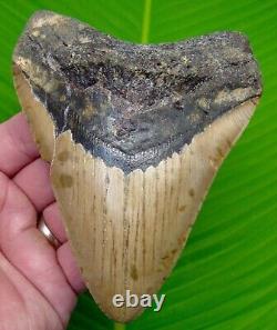 5.40 MEGALODON SHARK TOOTH Real Fossil with DISPLAY STAND No Restorations