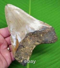 5.40 MEGALODON SHARK TOOTH Real Fossil with DISPLAY STAND No Restorations
