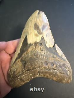 5.41 Real Megalodon Shark Tooth Big Fossil Genuine Prehistoric Meg Teeth #0038