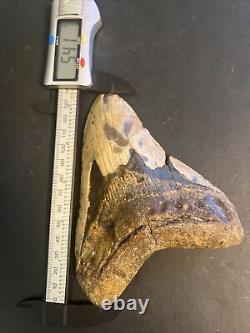 5.41 Real Megalodon Shark Tooth Big Fossil Genuine Prehistoric Meg Teeth #0038