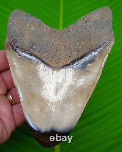 5.42 MEGALODON Shark TOOTH Real Fossil XL BIG Megladone NO Restorations