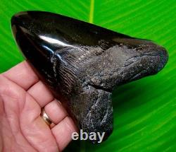 5.43 MEGALODON SHARK TOOTH Real Fossil XL JET BACK Size