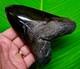 5.43 Megalodon Shark Tooth Real Fossil Xl Jet Back Size