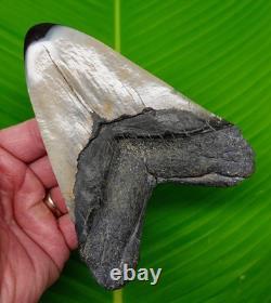 5.43 MEGALODON SHARK TOOTH Real Fossil XL JET BACK Size