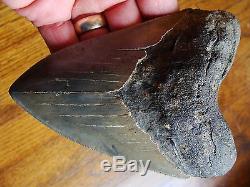 5.43 inch Georgia Megalodon shark tooth teeth jaw fossil mako great white HD12