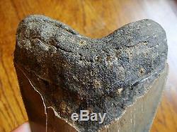 5.43 inch Georgia Megalodon shark tooth teeth jaw fossil mako great white HD12
