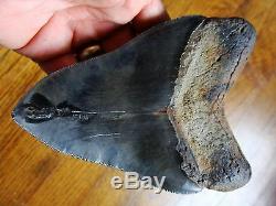 5.45 inch STING RAY PATHO Georgia Megalodon shark tooth teeth jaw fossil HD29