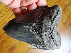5.45 inch STING RAY PATHO Georgia Megalodon shark tooth teeth jaw fossil HD29