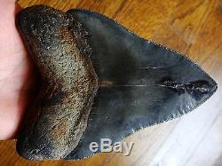 5.45 inch STING RAY PATHO Georgia Megalodon shark tooth teeth jaw fossil HD29