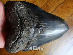 5.45 inch STING RAY PATHO Georgia Megalodon shark tooth teeth jaw fossil HD29