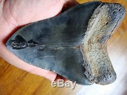 5.45 inch STING RAY PATHO Georgia Megalodon shark tooth teeth jaw fossil HD29