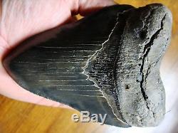 5.45 inch STING RAY PATHO Georgia Megalodon shark tooth teeth jaw fossil HD29