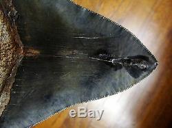 5.45 inch STING RAY PATHO Georgia Megalodon shark tooth teeth jaw fossil HD29