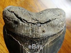 5.45 inch STING RAY PATHO Georgia Megalodon shark tooth teeth jaw fossil HD29