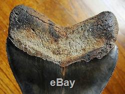 5.45 inch STING RAY PATHO Georgia Megalodon shark tooth teeth jaw fossil HD29