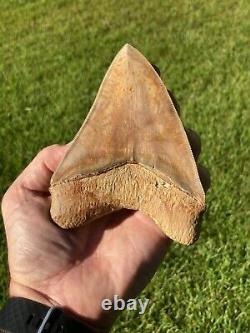 5.475 Inch Colorful 100% Natural 100% Serrated Indonesian Megalodon Shark Tooth