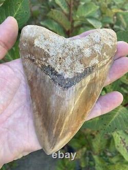 5.475 Inch Colorful 100% Natural 100% Serrated Indonesian Megalodon Shark Tooth