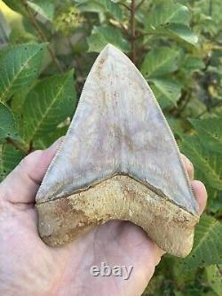 5.475 Inch Colorful 100% Natural 100% Serrated Indonesian Megalodon Shark Tooth