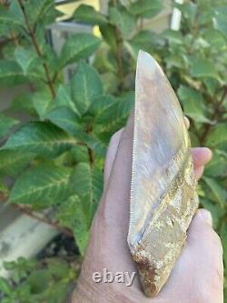 5.475 Inch Colorful 100% Natural 100% Serrated Indonesian Megalodon Shark Tooth