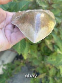 5.475 Inch Colorful 100% Natural 100% Serrated Indonesian Megalodon Shark Tooth