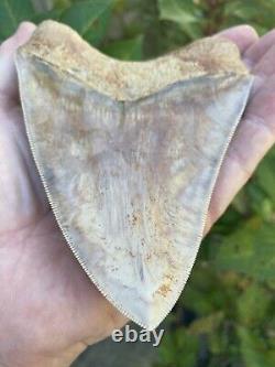 5.475 Inch Colorful 100% Natural 100% Serrated Indonesian Megalodon Shark Tooth