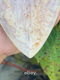 5.475 Inch Colorful 100% Natural 100% Serrated Indonesian Megalodon Shark Tooth