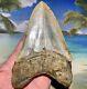 5.47 Megalodon Shark Tooth- High Quality Shark Tooth No Restoration Or Repair