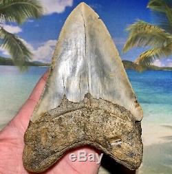 5.47 Megalodon Shark Tooth- High Quality Shark Tooth No Restoration or Repair