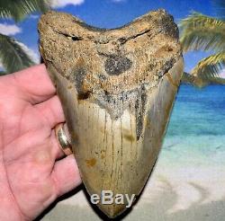 5.47 Megalodon Shark Tooth- High Quality Shark Tooth No Restoration or Repair