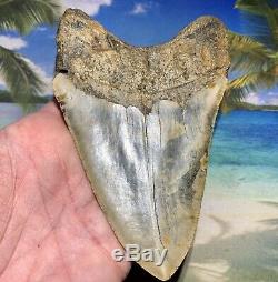 5.47 Megalodon Shark Tooth- High Quality Shark Tooth No Restoration or Repair