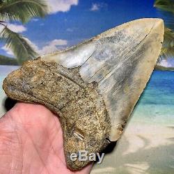 5.47 Megalodon Shark Tooth- High Quality Shark Tooth No Restoration or Repair