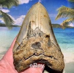 5.47 Megalodon Shark Tooth- High Quality Shark Tooth No Restoration or Repair