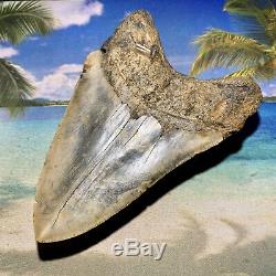 5.47 Megalodon Shark Tooth- High Quality Shark Tooth No Restoration or Repair