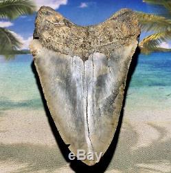 5.47 Megalodon Shark Tooth- High Quality Shark Tooth No Restoration or Repair