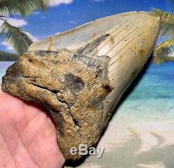 5.47 Megalodon Shark Tooth- High Quality Shark Tooth No Restoration or Repair