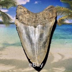 5.47 Megalodon Shark Tooth- High Quality Shark Tooth No Restoration or Repair