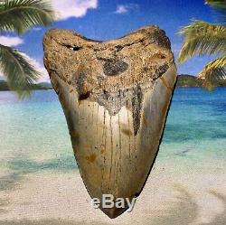 5.47 Megalodon Shark Tooth- High Quality Shark Tooth No Restoration or Repair