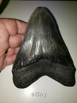 5.50 (No Restoration) megalodon shark tooth fossil