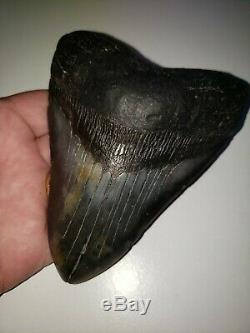 5.50 (No Restoration) megalodon shark tooth fossil