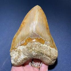 5.53 Indonesian Megalodon Shark Tooth Strikingly Beautiful West Java Orange