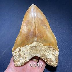 5.53 Indonesian Megalodon Shark Tooth Strikingly Beautiful West Java Orange