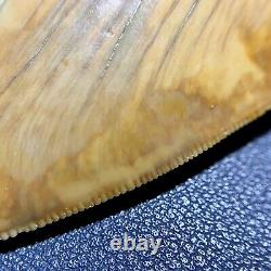 5.53 Indonesian Megalodon Shark Tooth Strikingly Beautiful West Java Orange