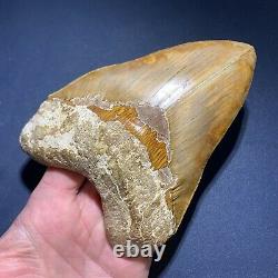 5.53 Indonesian Megalodon Shark Tooth Strikingly Beautiful West Java Orange