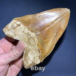 5.53 Indonesian Megalodon Shark Tooth Strikingly Beautiful West Java Orange