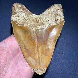 5.53 Indonesian Megalodon Shark Tooth Strikingly Beautiful West Java Orange