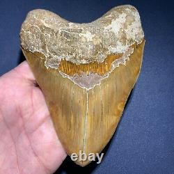 5.53 Indonesian Megalodon Shark Tooth Strikingly Beautiful West Java Orange